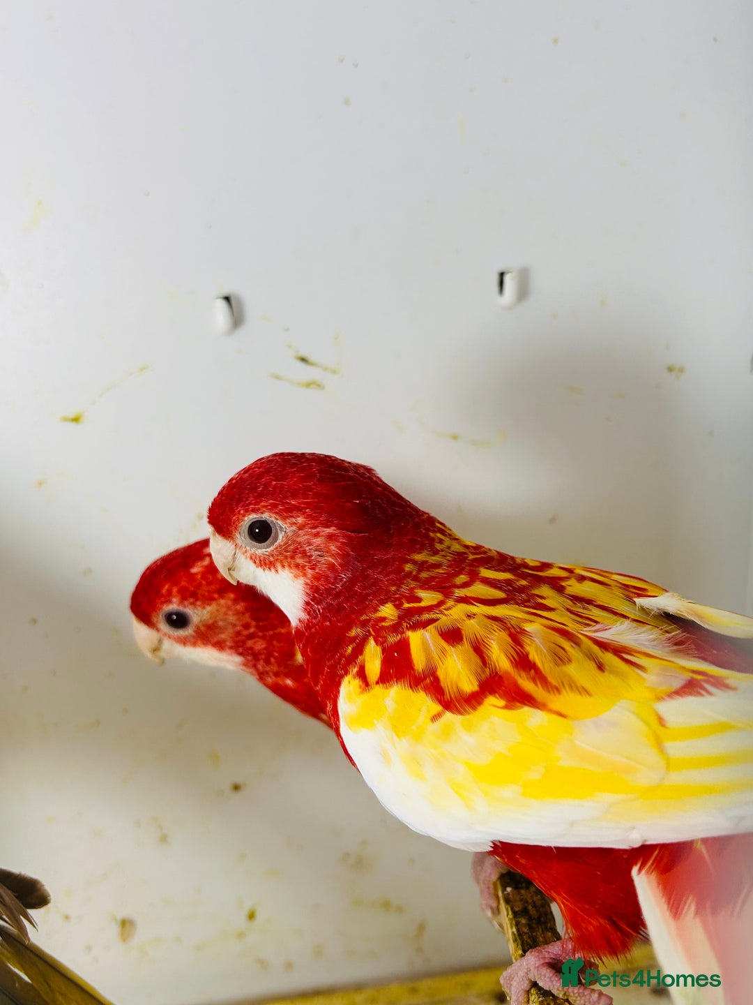 Parakeets birds for sale: Stunning Rubino/pastel rosellas for sale   - Image 2