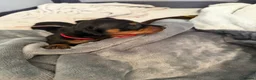 Miniature Dachshund dogs for sale: 6x miniature dachshund puppies - Advert 24