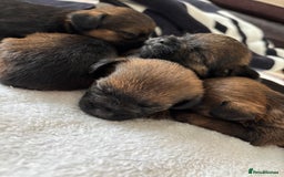 Border Terrier dogs for sale: Border terrier pups - Image 7