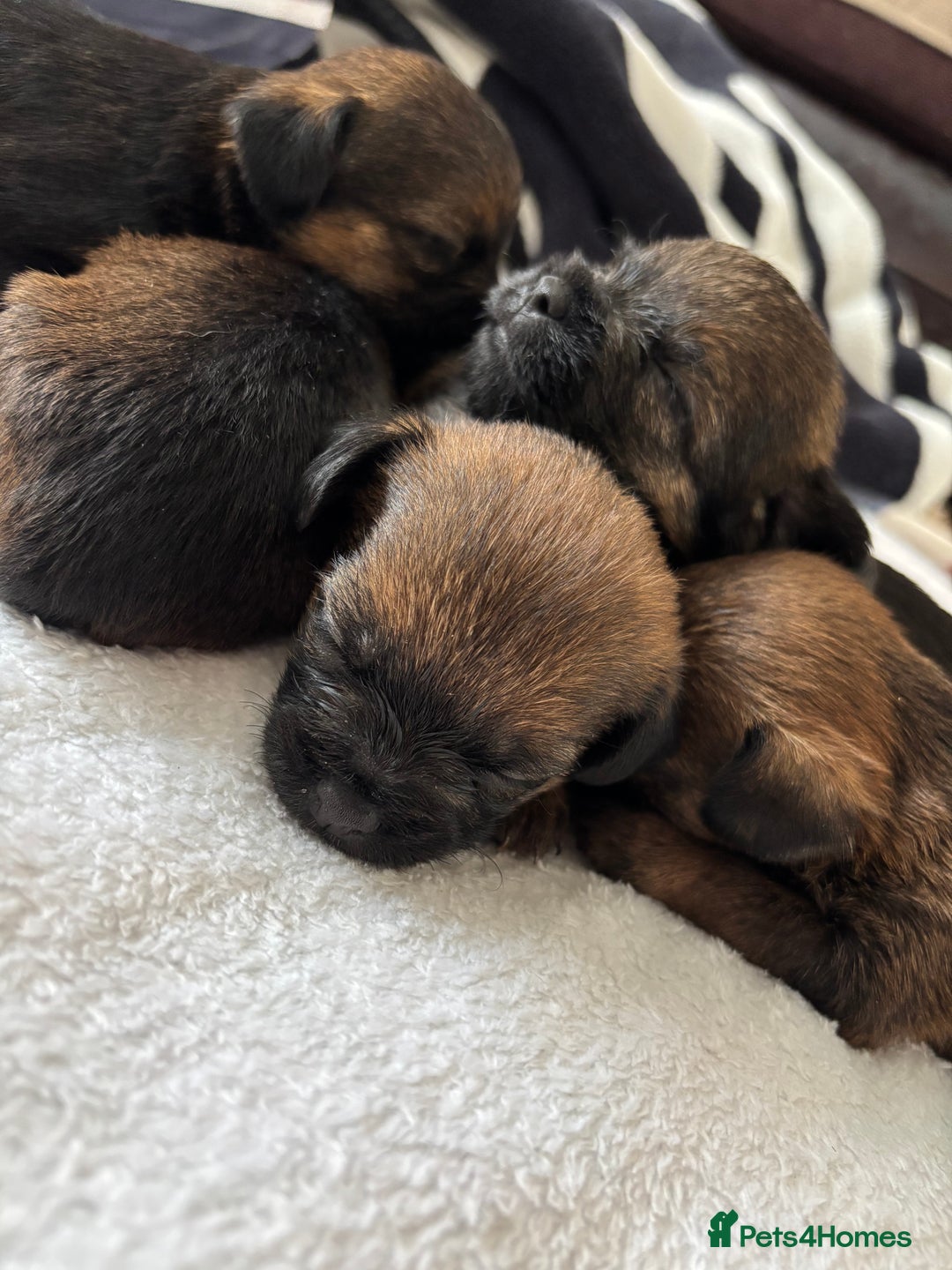 Border Terrier dogs for sale: Border terrier pups - Image 7