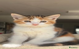 Mixed Breed cats for sale: 1/4 Maincoon dog friendly kittens - Image 2