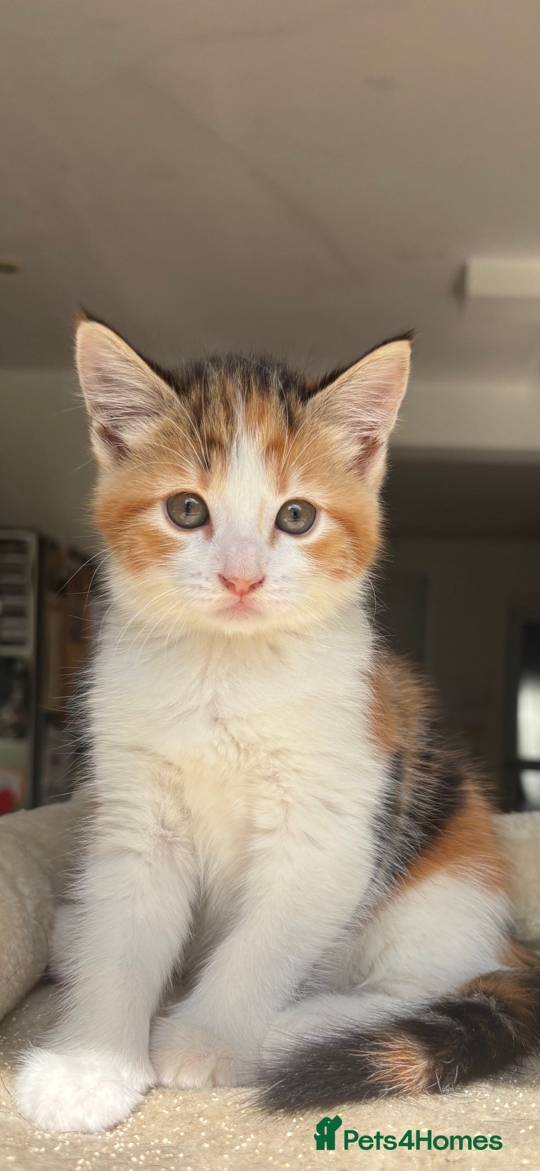 Mixed Breed cats for sale: 1/4 Maincoon dog friendly kittens - Image 2