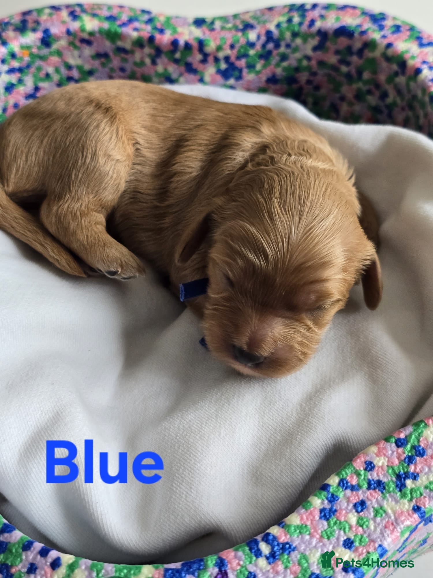 Cavapoo dogs Cavapoo Toy F1 ❤️ DNA TESTED - Advert 9