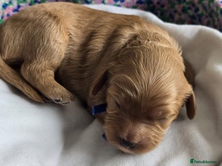 Cavapoo dogs Cavapoo Toy F1 ❤️ DNA TESTED - Advert 9