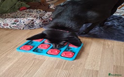 Mixed Breed dogs for adoption: 💖🐶 MARY 🐶💖 - Advert 8