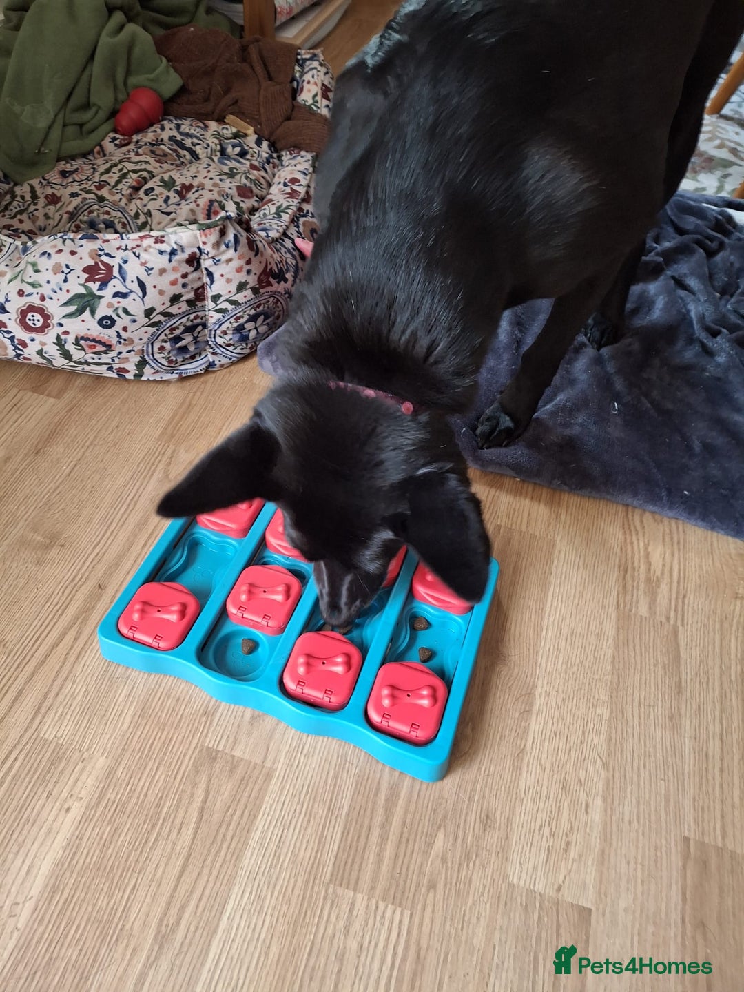 Mixed Breed dogs for adoption: 💖🐶 MARY 🐶💖 - Advert 8