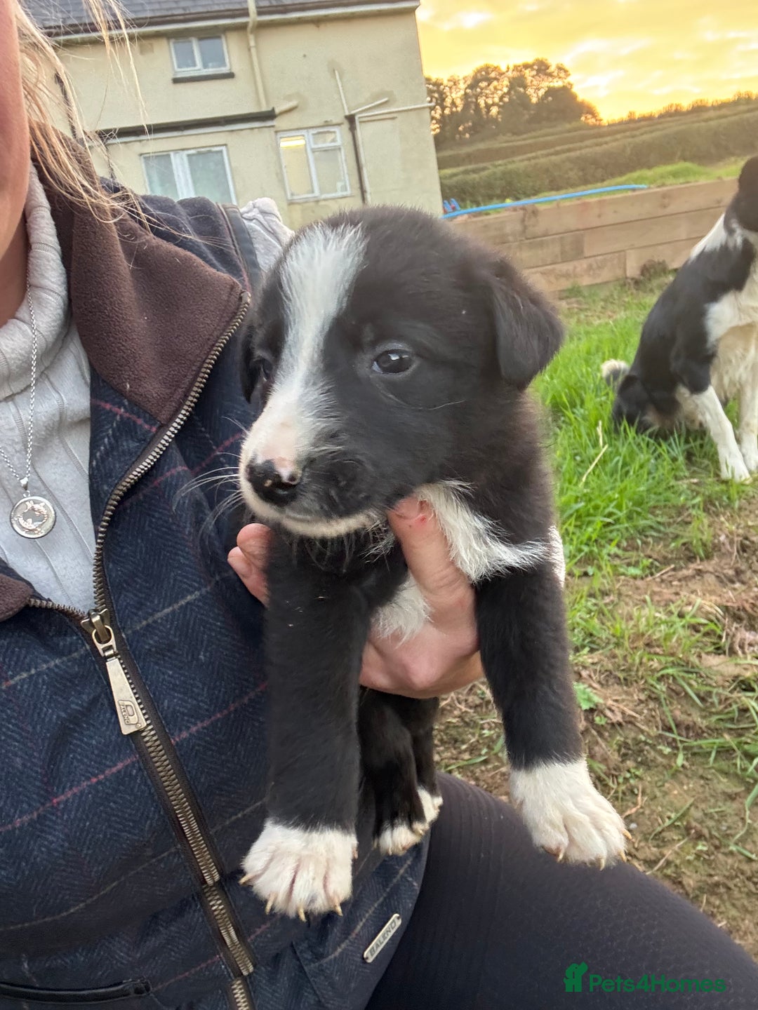 Border Collie dogs for sale: Boarder Collie Pups - Image 4