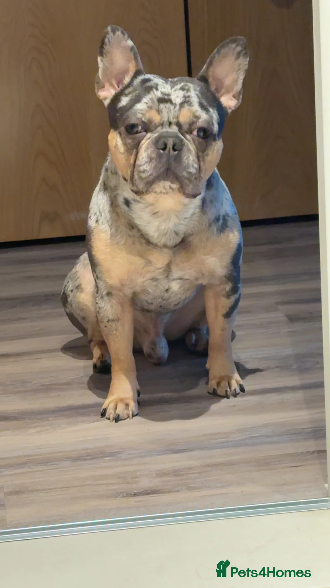 French Bulldog dogs for sale: French bulldog puppies for sale in Birmingham - Advert 2