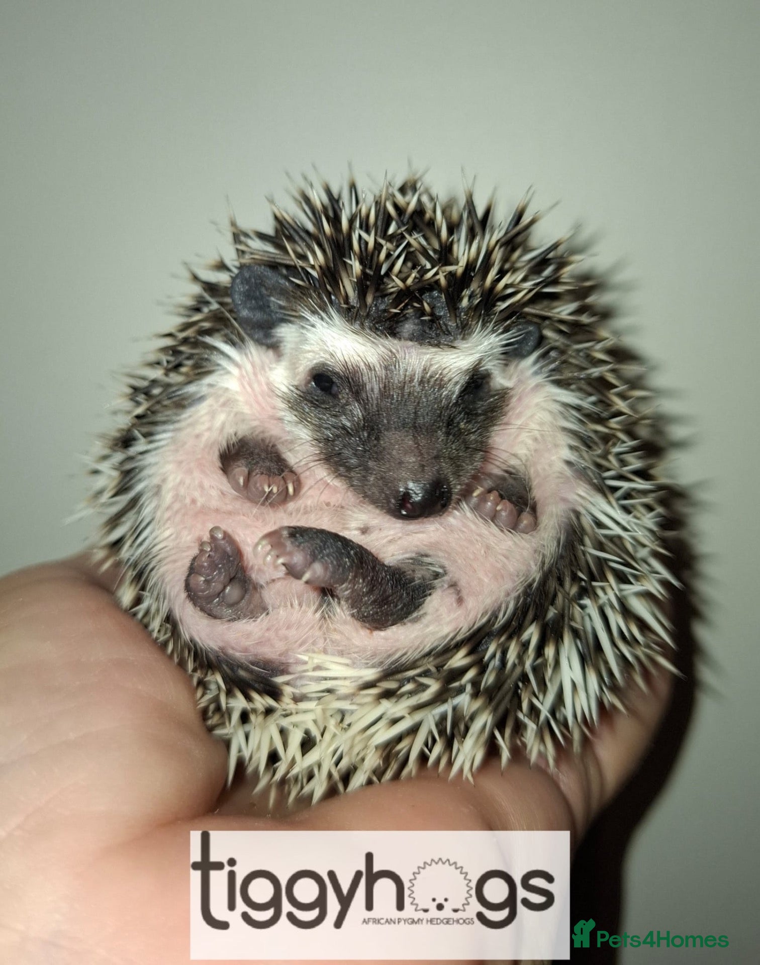 Pygmy Hedgehog rodents for sale: 1 female 3 Male African Pygmy Hedgehogs available  - Advert 2