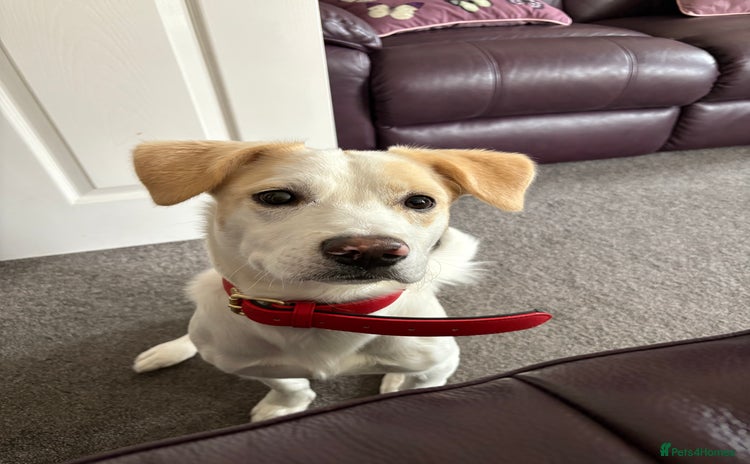 Mixed Breed dogs - Advert 13