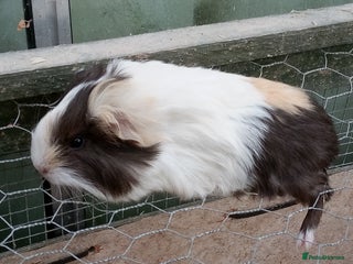 Guinea Pig rodents - Advert 33