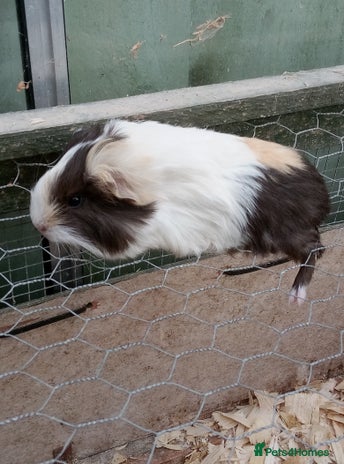Guinea Pig rodents - Advert 3