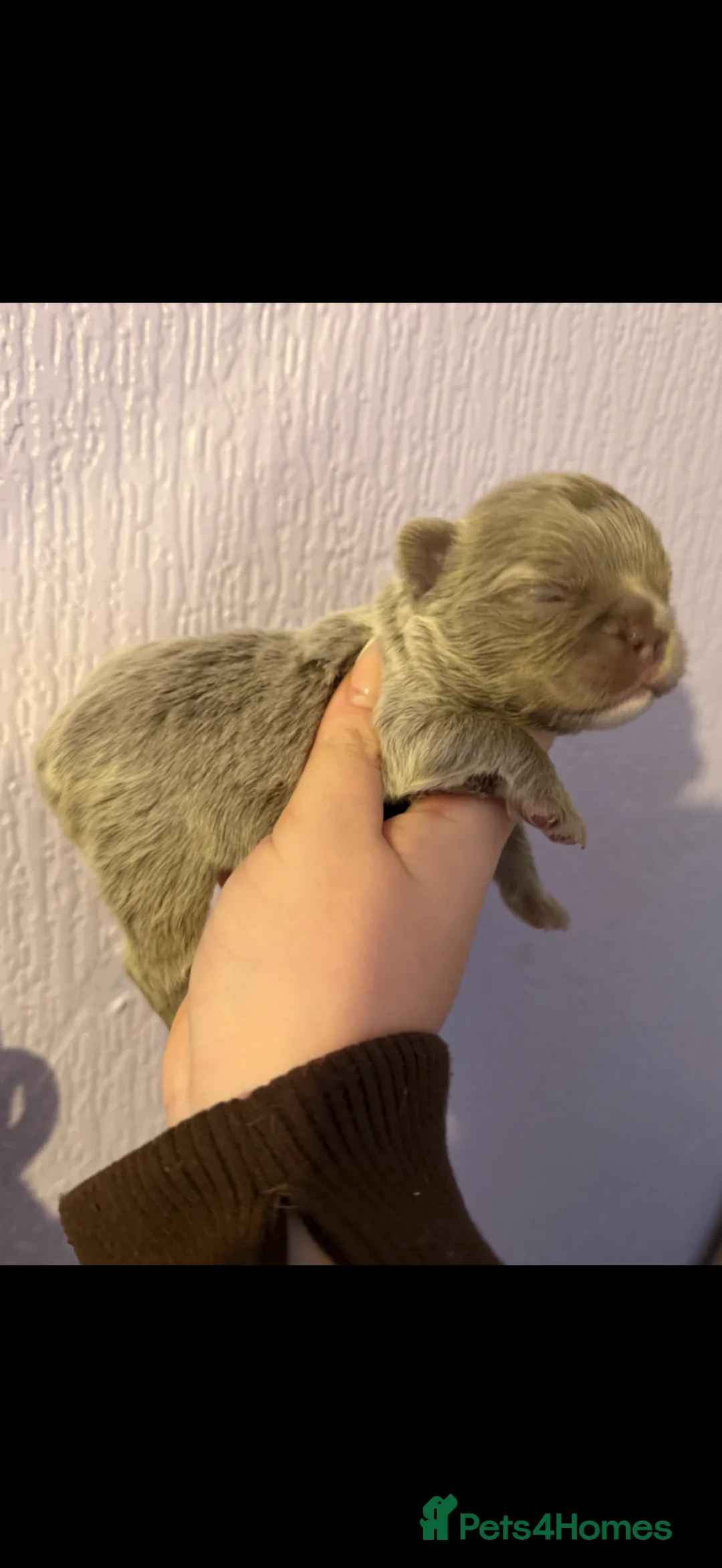 French Bulldog dogs for sale: STUNNING FLUFFY FRENCHIES🩵💜 - Advert 1