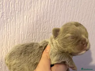 French Bulldog dogs STUNNING FLUFFY FRENCHIES🩵💜 - Advert 1