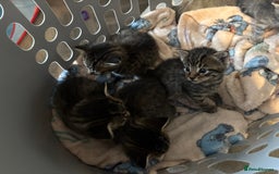 Domestic Shorthair cats for sale: Short Hair kittens  - Image 7