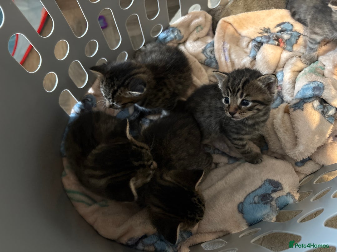 Domestic Shorthair cats for sale: Short Hair kittens  - Image 7