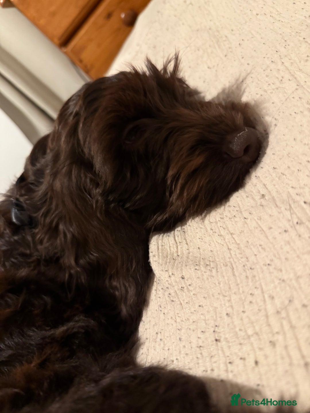 Cockapoo dogs for sale: Mabel brown f1b cockapoo - Image 3