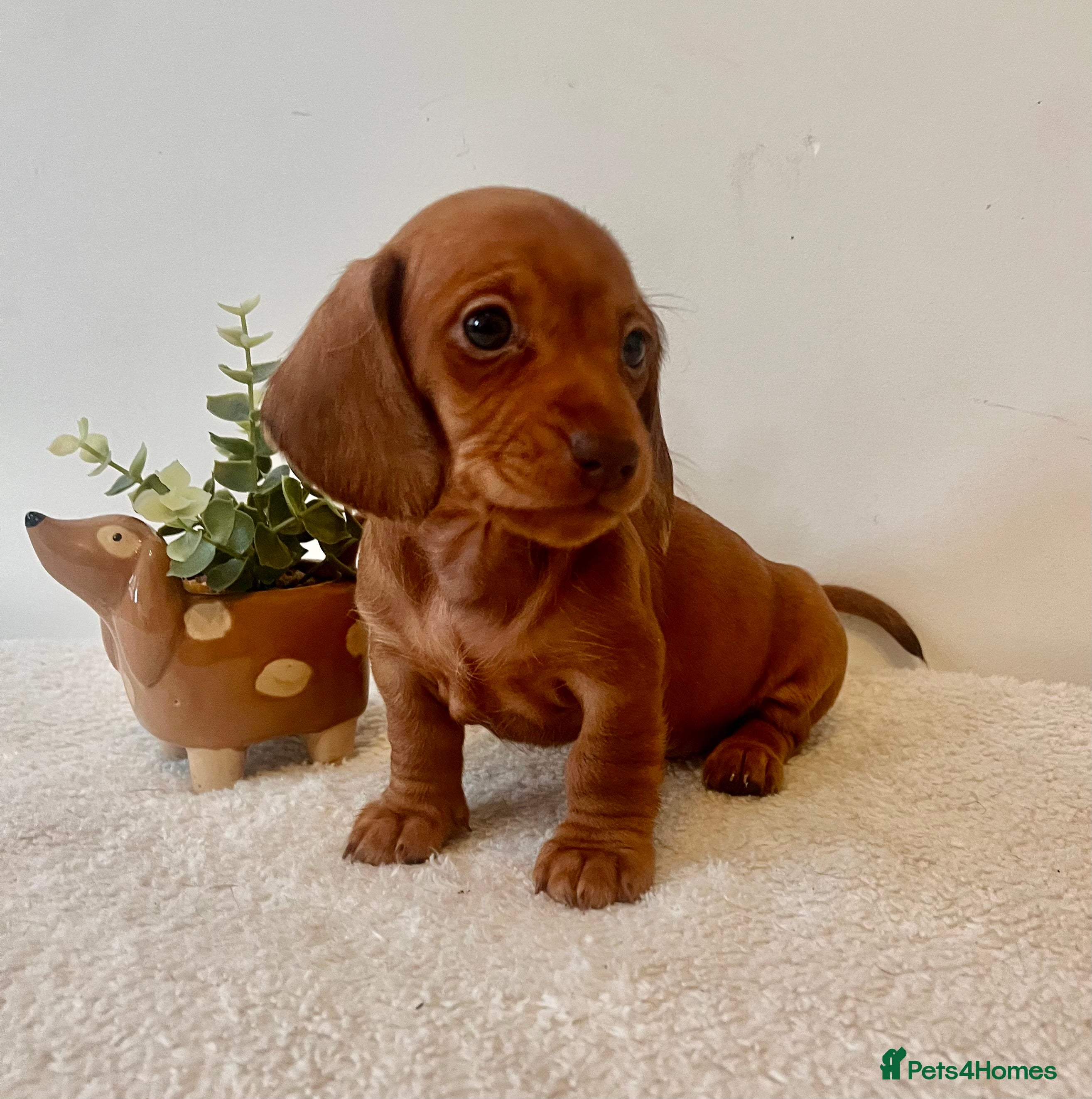 Miniature Dachshund dogs ❤️ Stunning Mini Dachshund Puppies ❤️ - Advert 2