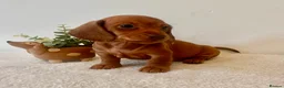 Miniature Dachshund dogs for sale: ❤️ Stunning Mini Dachshund Puppies ❤️ - Advert 1