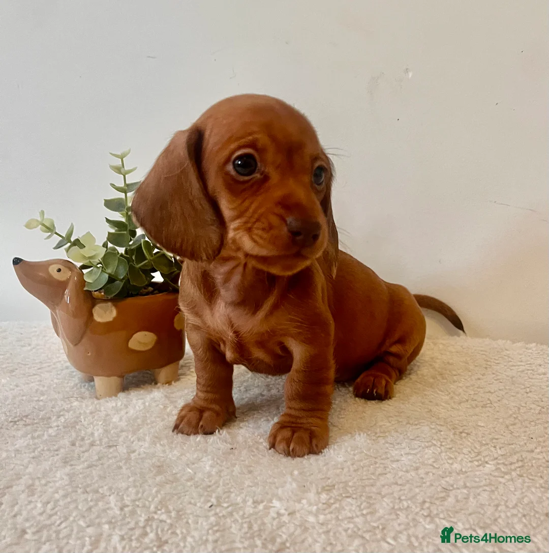 Miniature Dachshund dogs for sale: ❤️ Stunning Mini Dachshund Puppies ❤️ - Advert 1