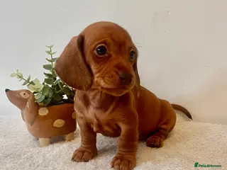 Miniature Dachshund dogs ❤️ Stunning Mini Dachshund Puppies ❤️ - Advert 2