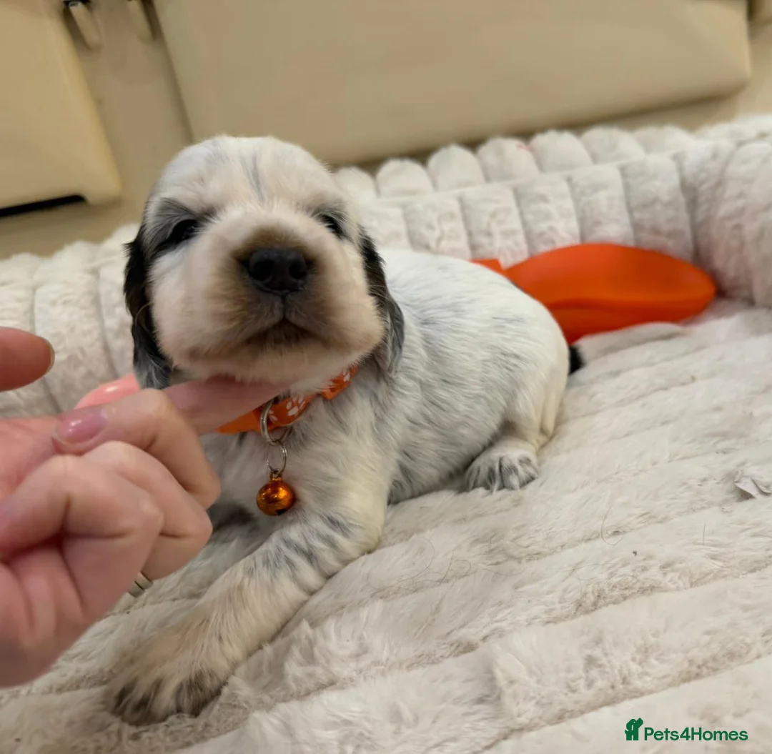 Cocker Spaniel dogs for sale: ⭐️ Show Type Cocker Spaniel Puppies ⭐️ - Advert 3