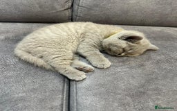 British Shorthair cats for sale: Champion line British Shorthair kittens  - Image 14
