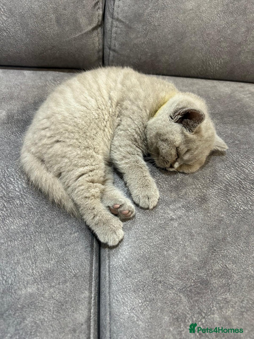 British Shorthair cats for sale: Champion line British Shorthair kittens  - Image 14