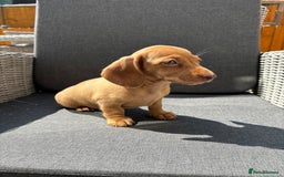 Miniature Dachshund dogs for sale: Dachshund puppies - Image 18