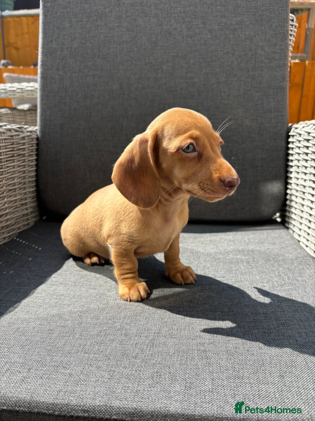 Miniature Dachshund dogs for sale: Dachshund puppies - Image 18