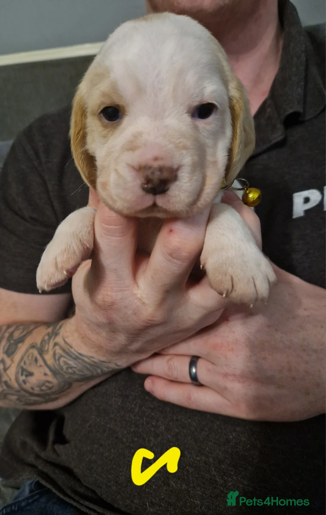 Beagle dogs for sale: Beagle Babies - Advert 12