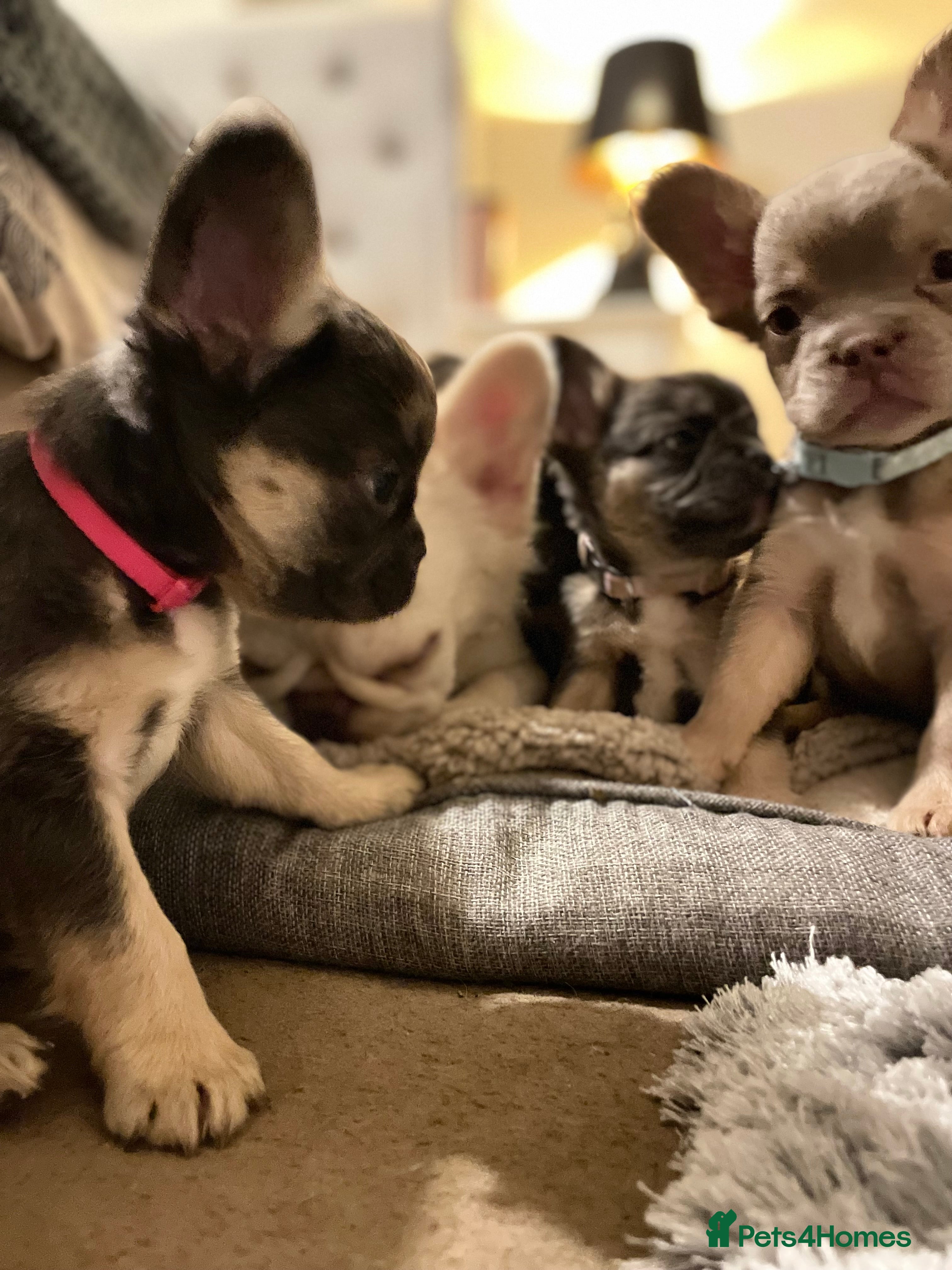 French Bulldog dogs 🩷🐶🐾6 Adorable fluffy French Bulldogs 🩷🐶🐾 - Advert 18