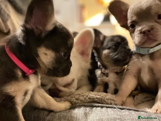 French Bulldog dogs 🩷🐶🐾6 Adorable fluffy French Bulldogs 🩷🐶🐾 - Advert 18