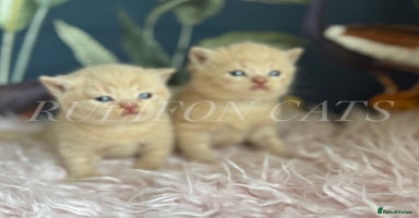 British Shorthair cats - Advert 7