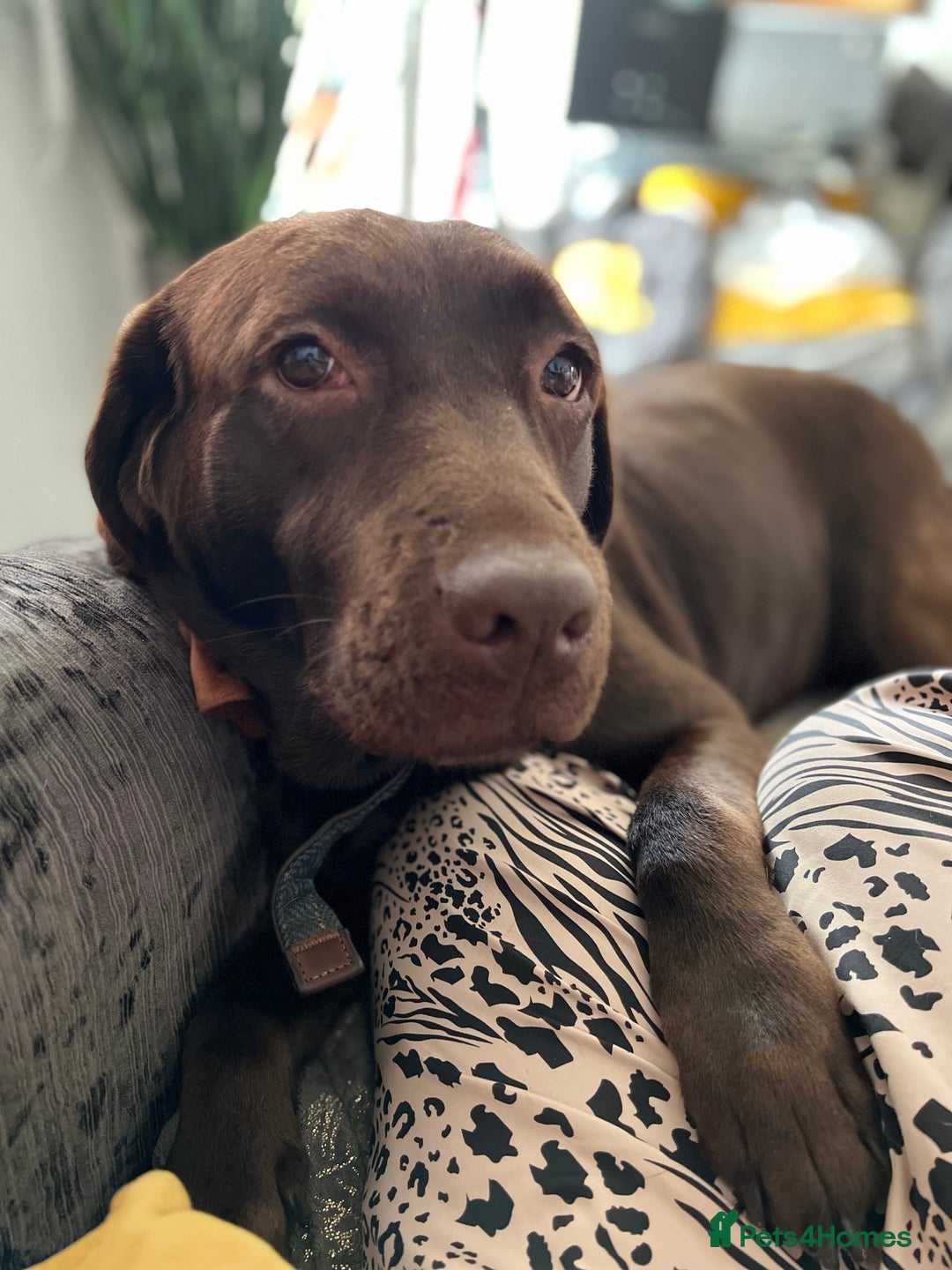 Labrador Retriever dogs for sale: Gorgeous calm loving girl  - Advert 3