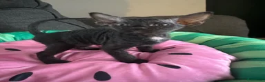 Sphynx 2