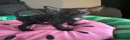 Sphynx cats for sale: Affectionate Sphynx cross - Advert 3
