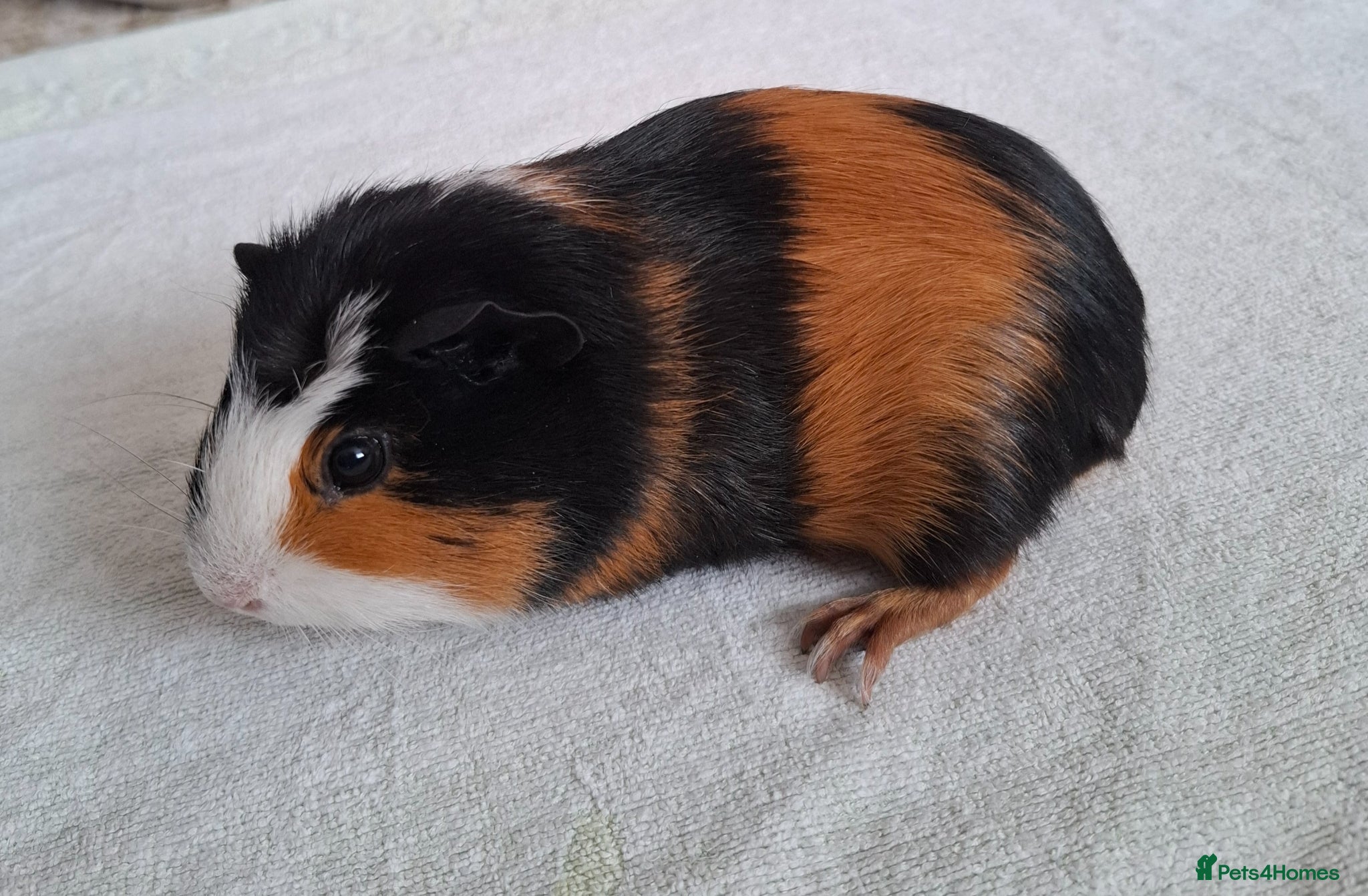 Guinea Pig rodents Male Guinea Pig - Advert 19