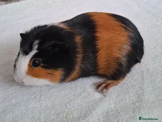 Guinea Pig rodents Male Guinea Pig - Advert 19