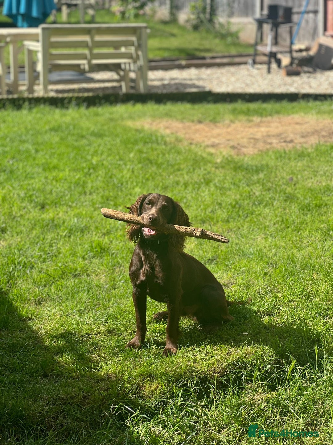 Cocker Spaniel dogs for sale: Purebred Cocker Spaniel,2 years old  - Advert 6