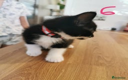 Mixed Breed cats for sale: Beautiful kittens ready now - Image 31