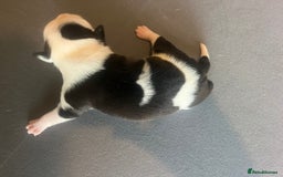 Mixed Breed dogs for sale: StaffyXAmerican bulldog puppies  - Image 32