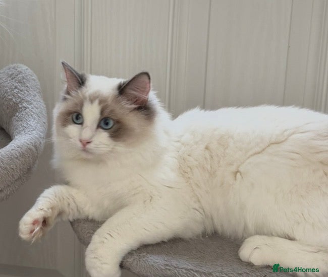 Ragdoll cats 8 Months Old Ragdoll  - Advert 2
