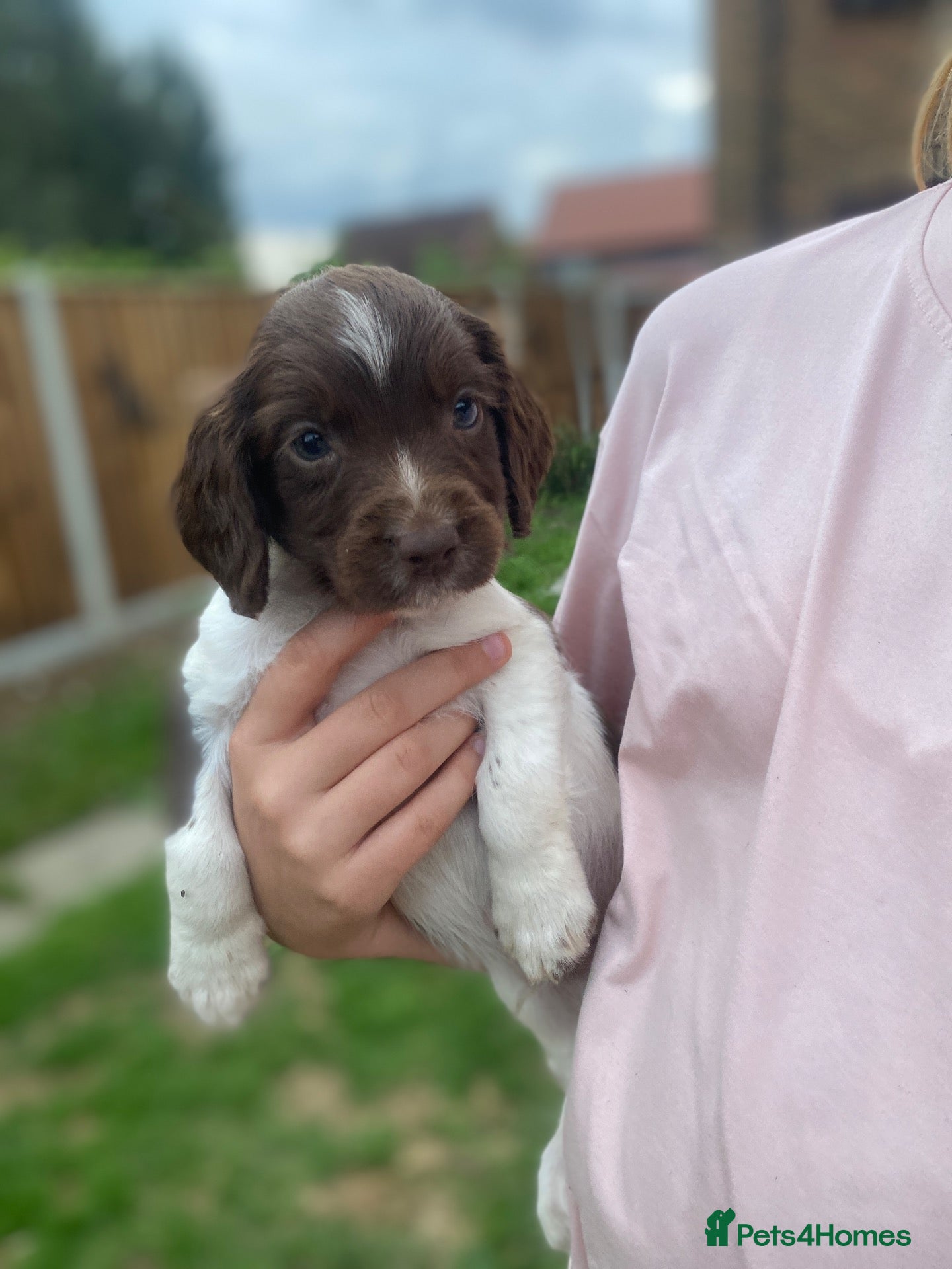 English Springer Spaniel dogs 3x MALES, IR FTCH Sired springer spaniel puppies  - Advert 1