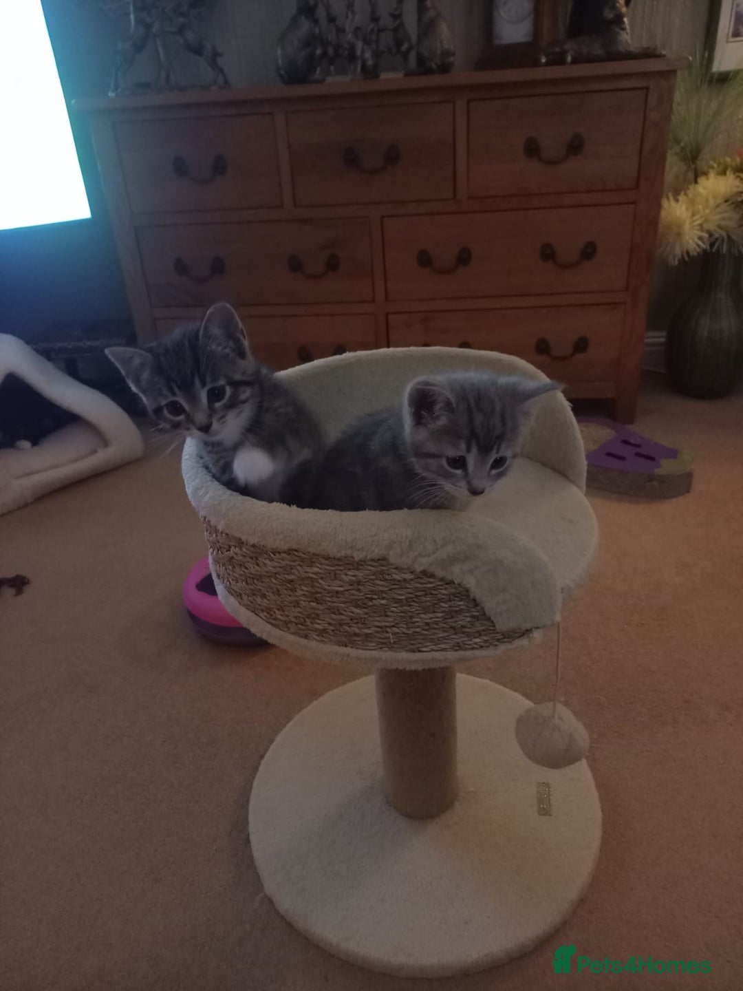 Mixed Breed cats for sale: 3 BEAUTIFUL KITTENS 😸 AVAILABLE  - Advert 10