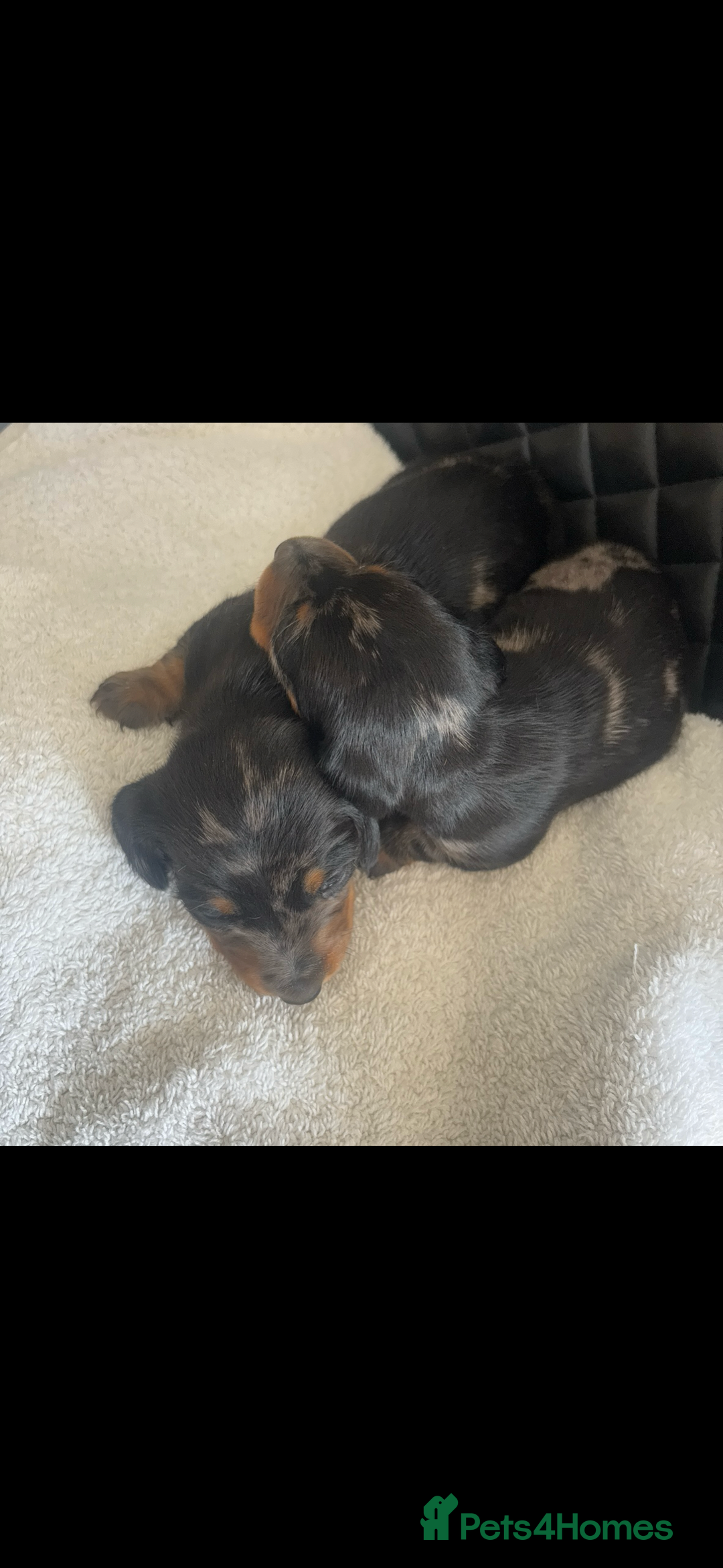 Miniature Dachshund dogs for sale: Beautiful miniature dachshund puppies - Image 12