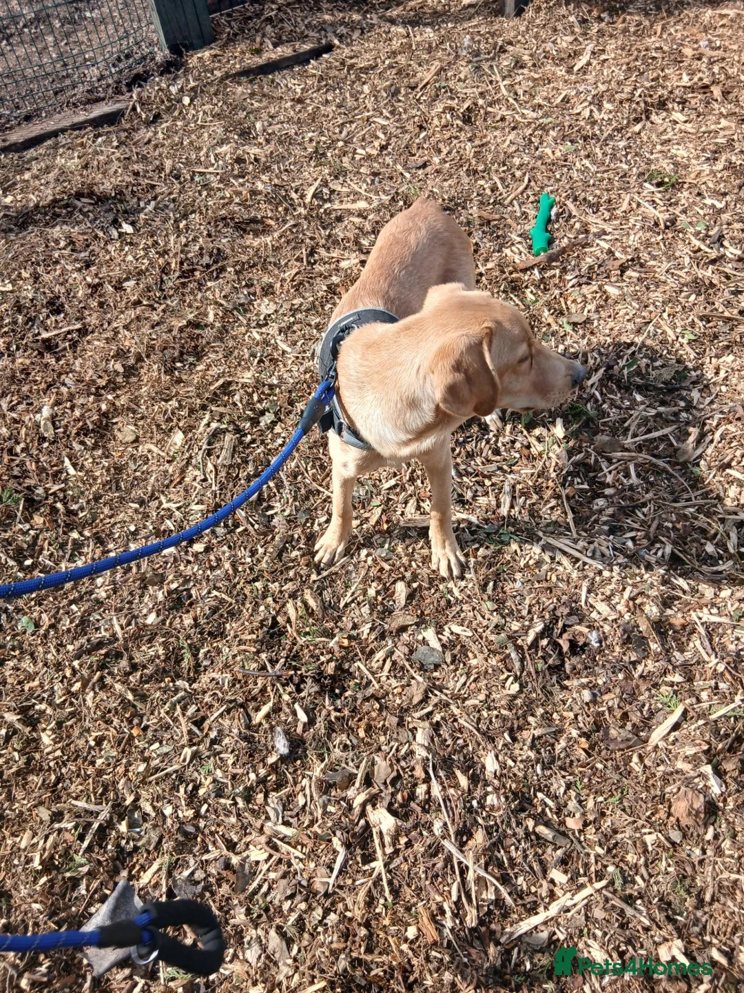 Labrador Retriever dogs for sale: Beautiful lab - Advert 5