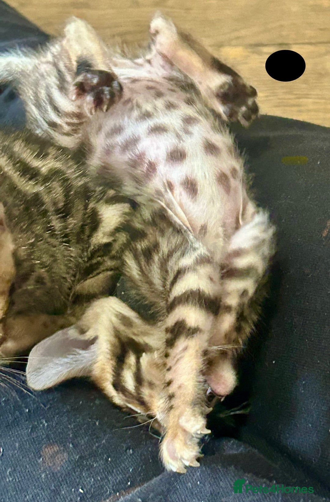 Bengal cats for sale: Update 3 Pedigree Bengals kittens for reservation  - Image 20