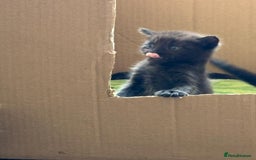 Bengal cats for sale: Kittens for sale  - Image 4