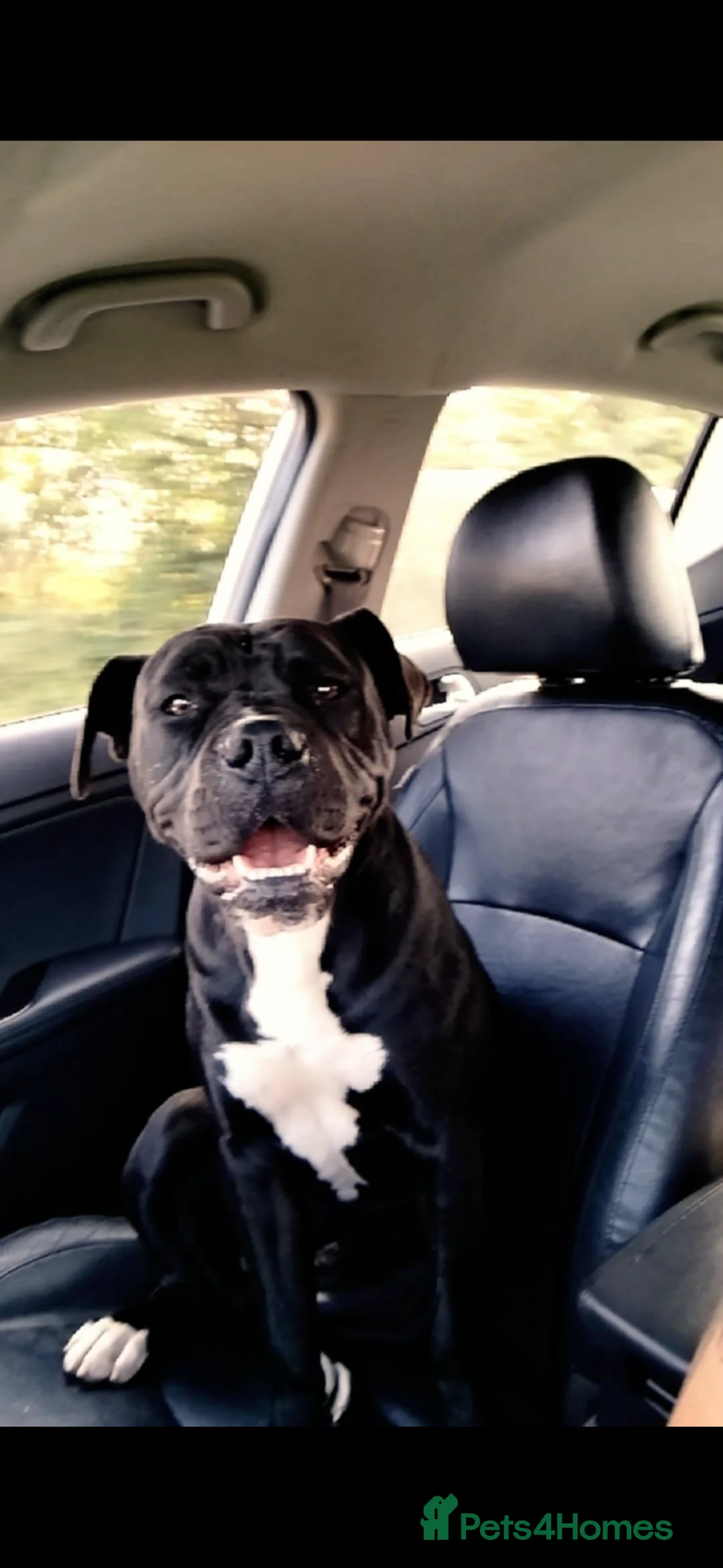 American Bulldog dogs for sale: American bulldog  - Advert 2